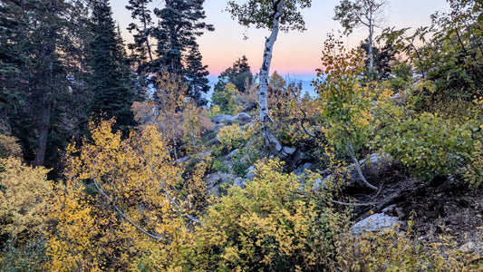 Mountain Freedom Wellness Gift Card