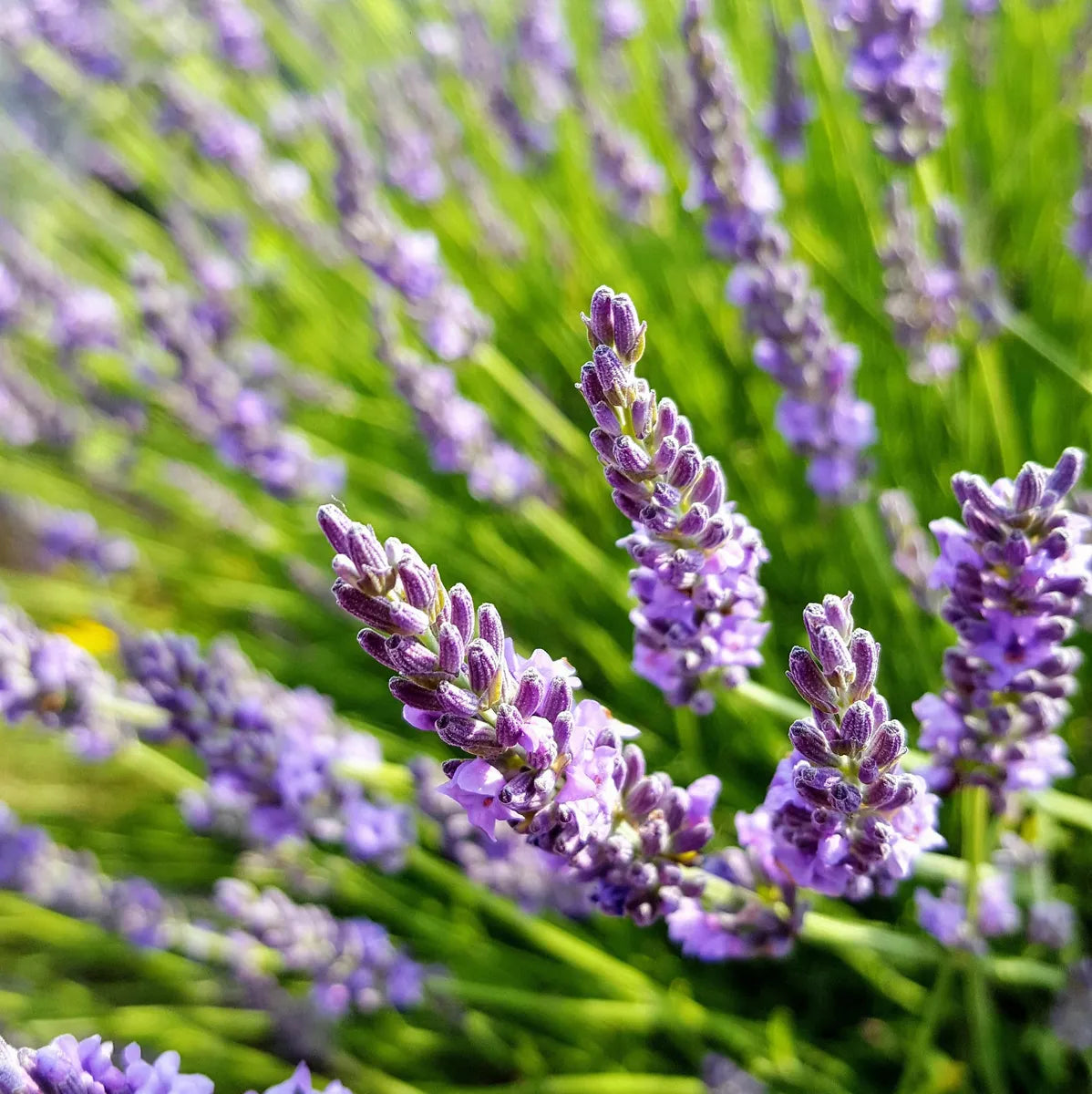 Massage Oils
