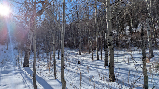 Sparkling Snow in Sagittarius - The First Snow Hike of the Season with Cardamom