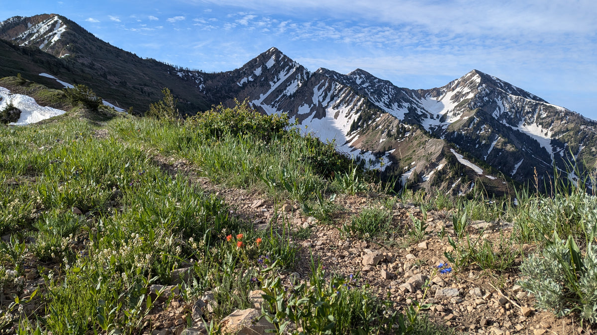 Green alpine meadow beneath rocky peaks — Mountain Freedom Wellness
