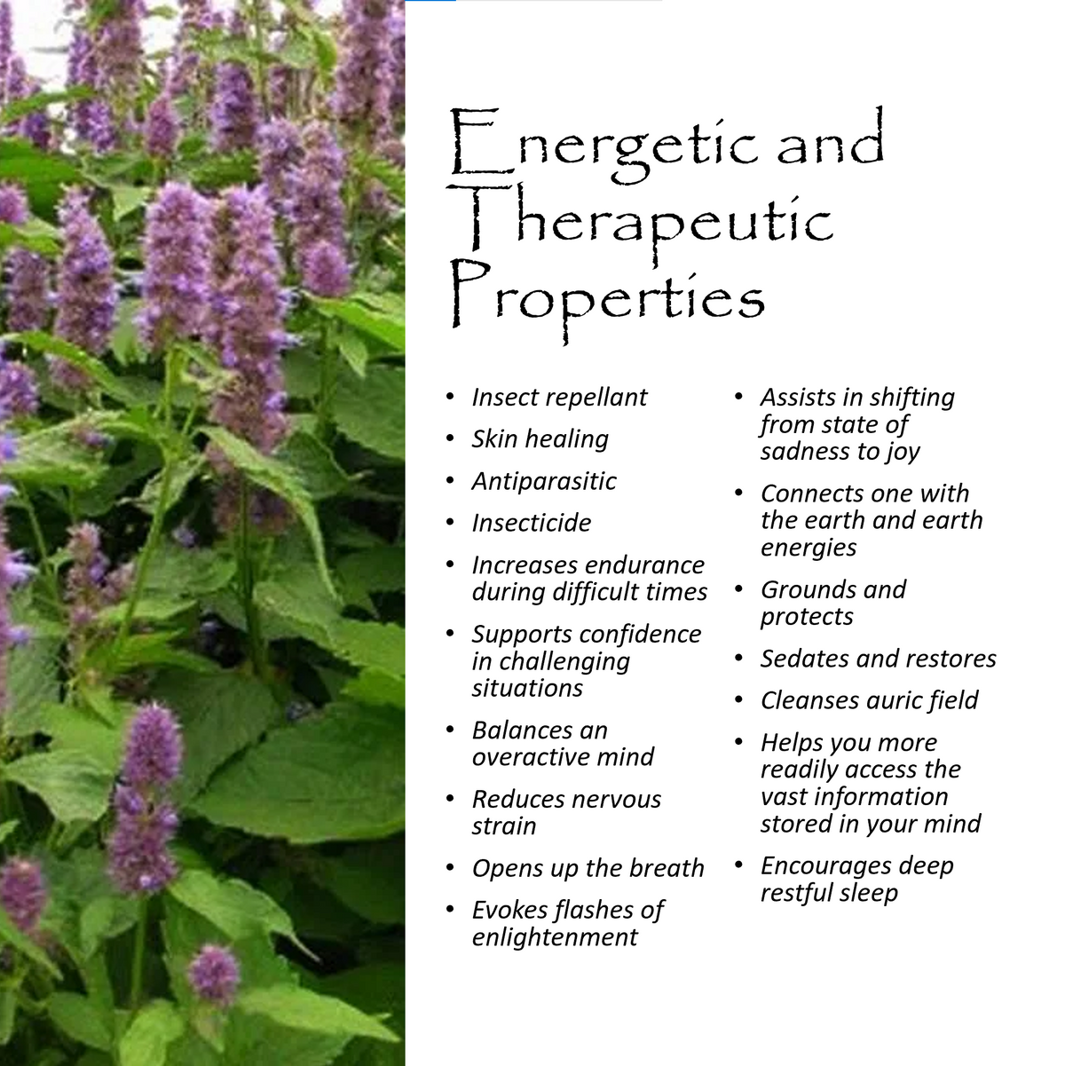 Bug Spray spritz label — Mountain Freedom Wellness